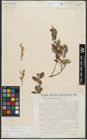Foto von Salix starkeana Willd.